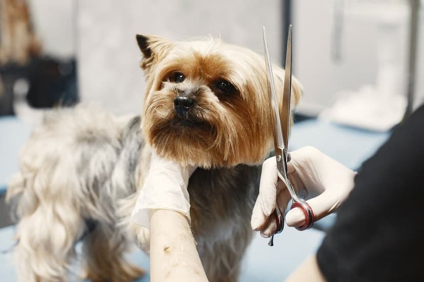 Pet Services